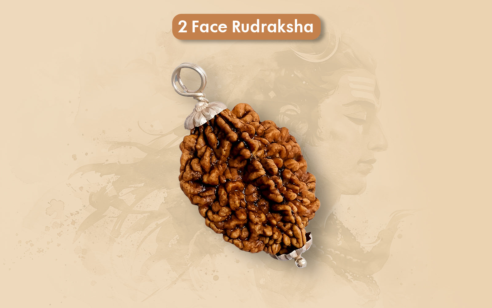 2 Mukhi Rudraksha (Indian)