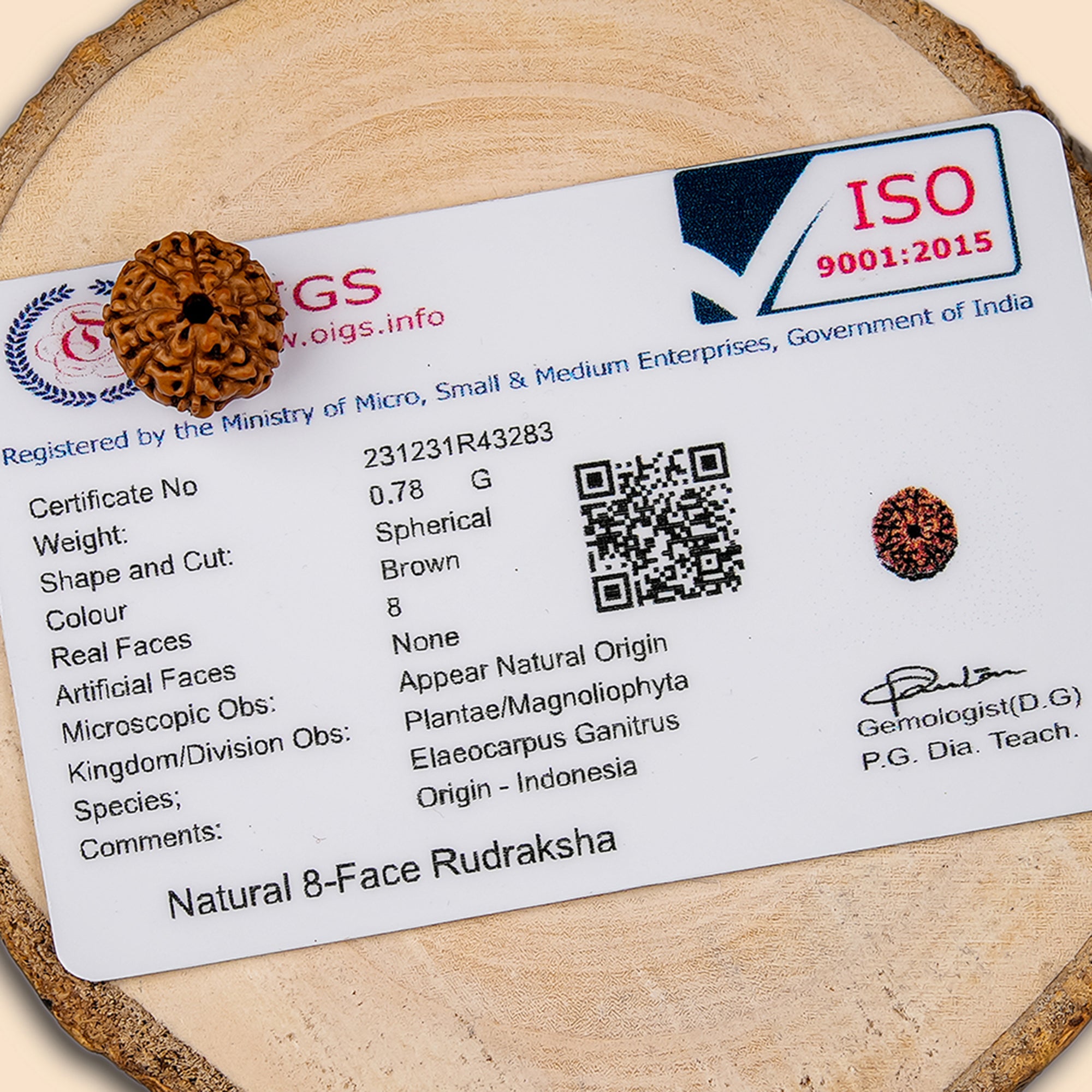 8 Mukhi Rudraksha – Original Indonesian Bead