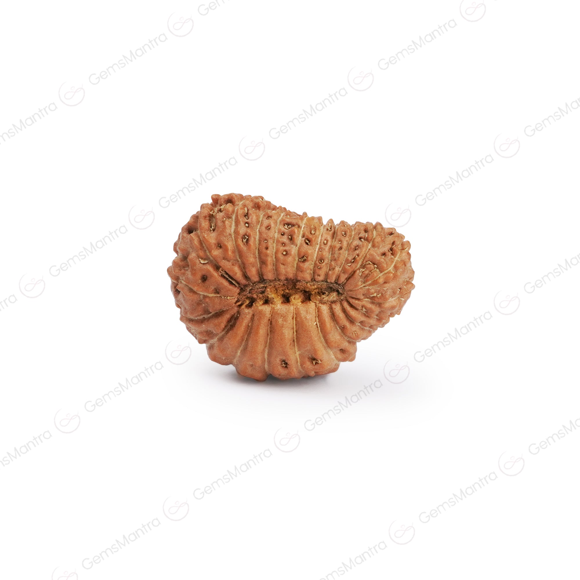 Natural 21 Mukhi Rudraksha (Nepali)