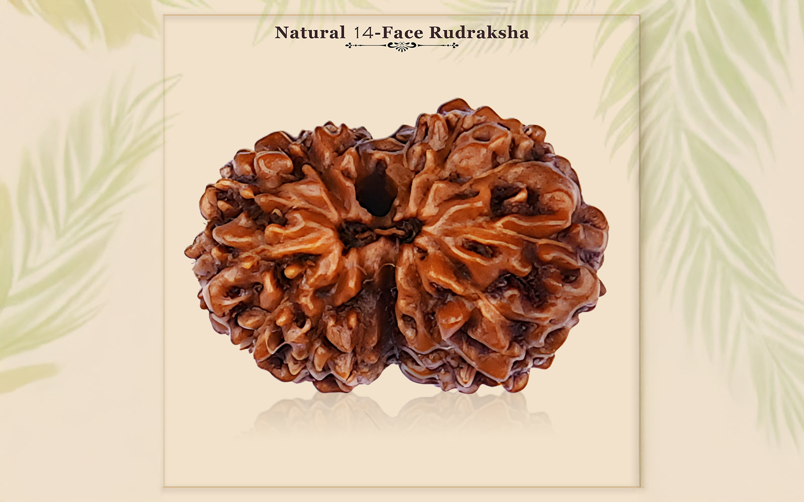 14 Mukhi Rudraksha (Indo)