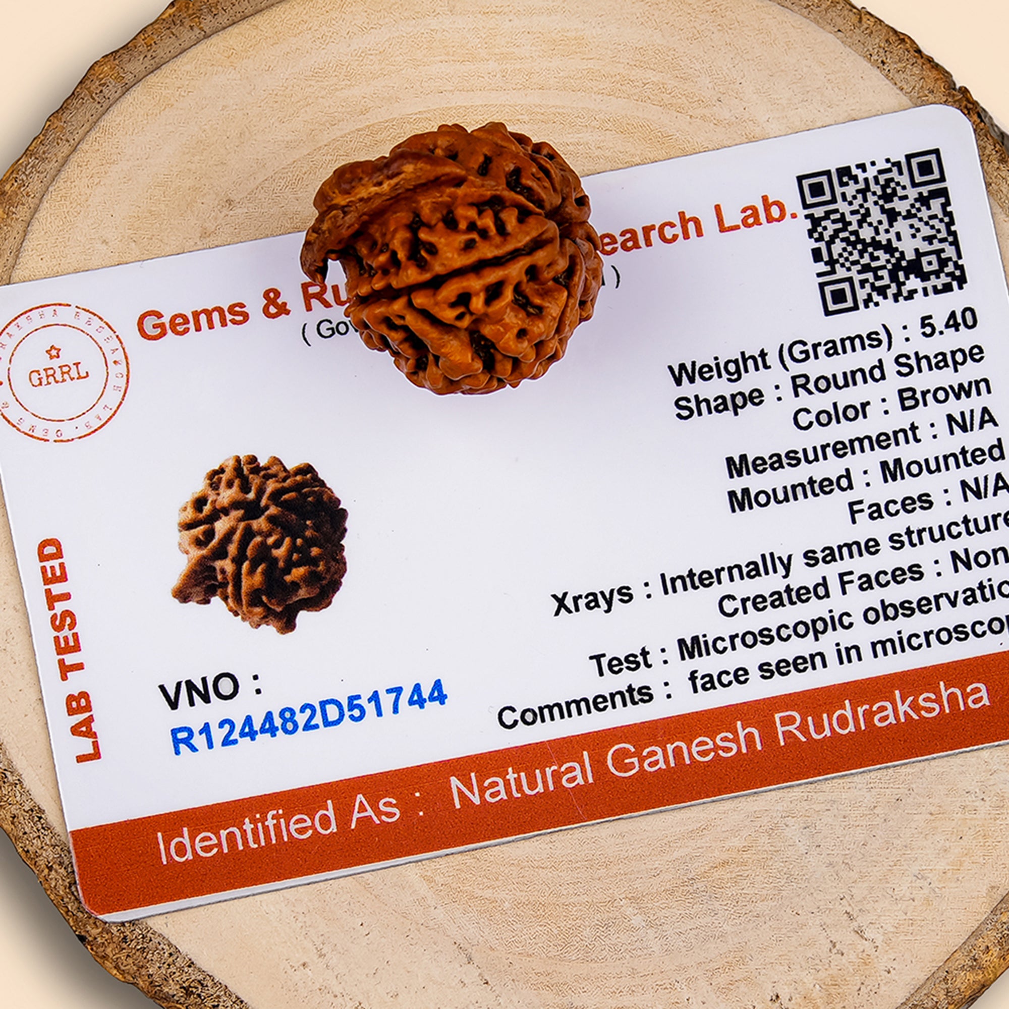 Ganesh Rudraksha – Original Natural Bead