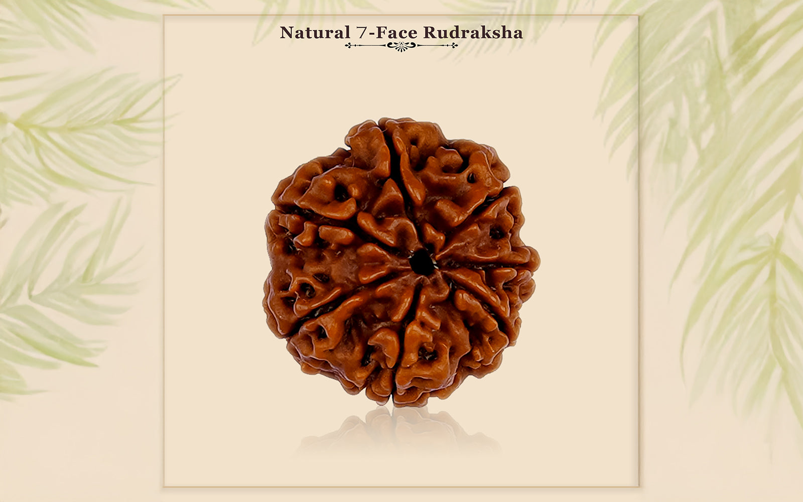 7 Mukhi Rudraksha