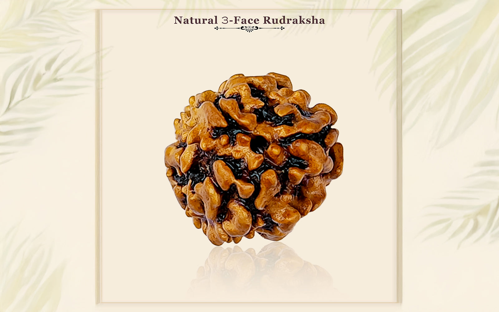 3 Mukhi Rudraksha