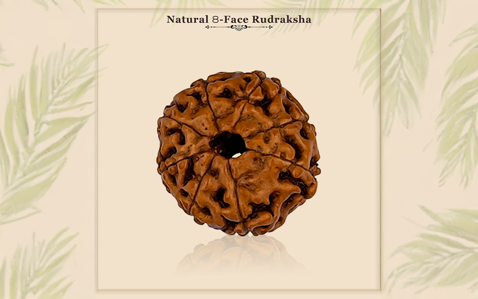 8 Mukhi Rudraksha (Indo)