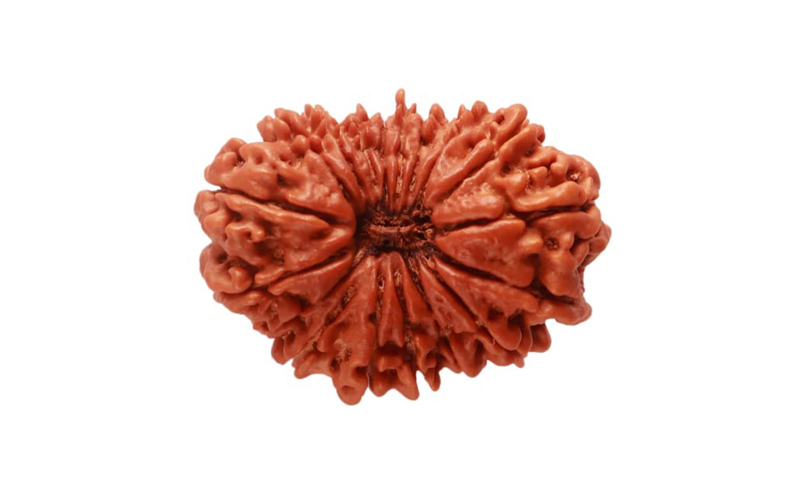 18 Mukhi Rudraksha (Nepali)