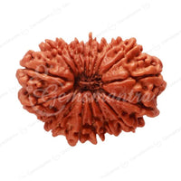 Natural 18 Mukhi Rudraksha (Nepali)