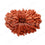 Natural 18 Mukhi Rudraksha (Nepali)