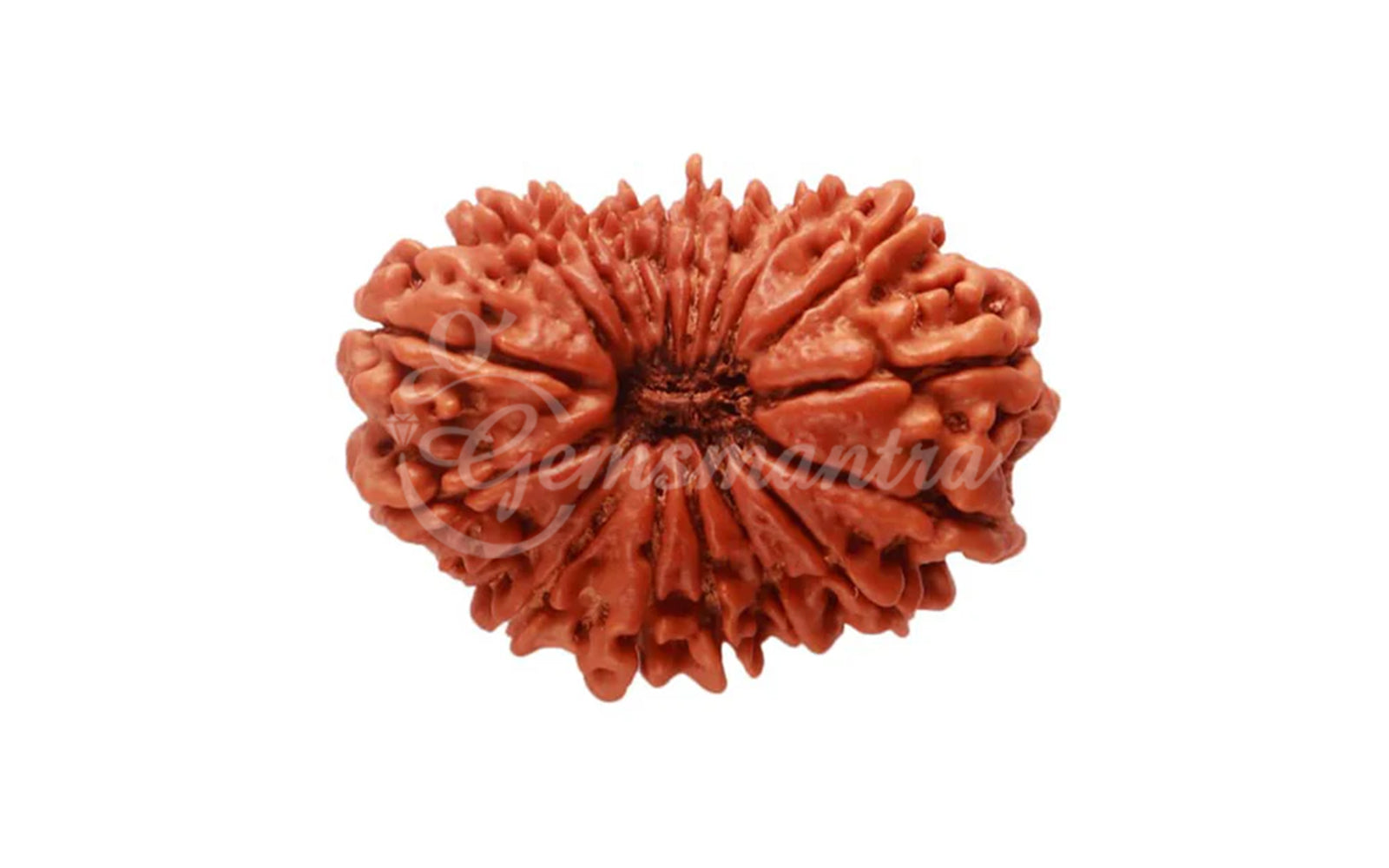 18 Mukhi Rudraksha (Nepali)