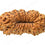 Natural 23 Mukhi Rudraksha (Indo)