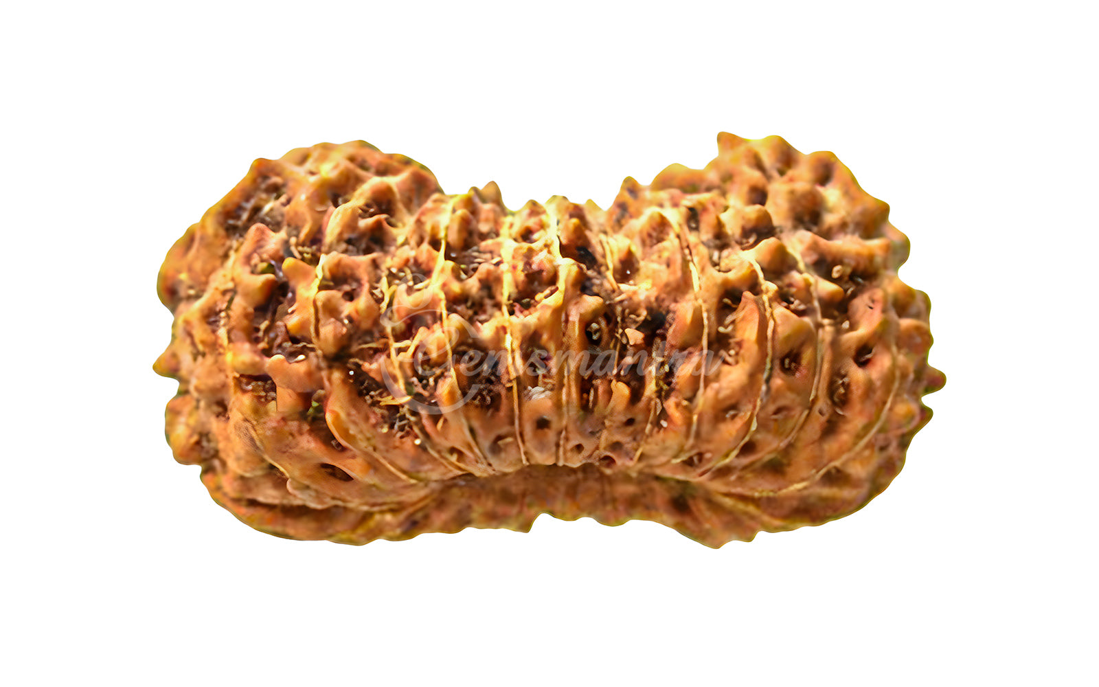 23 Mukhi Rudraksha (Nepali)