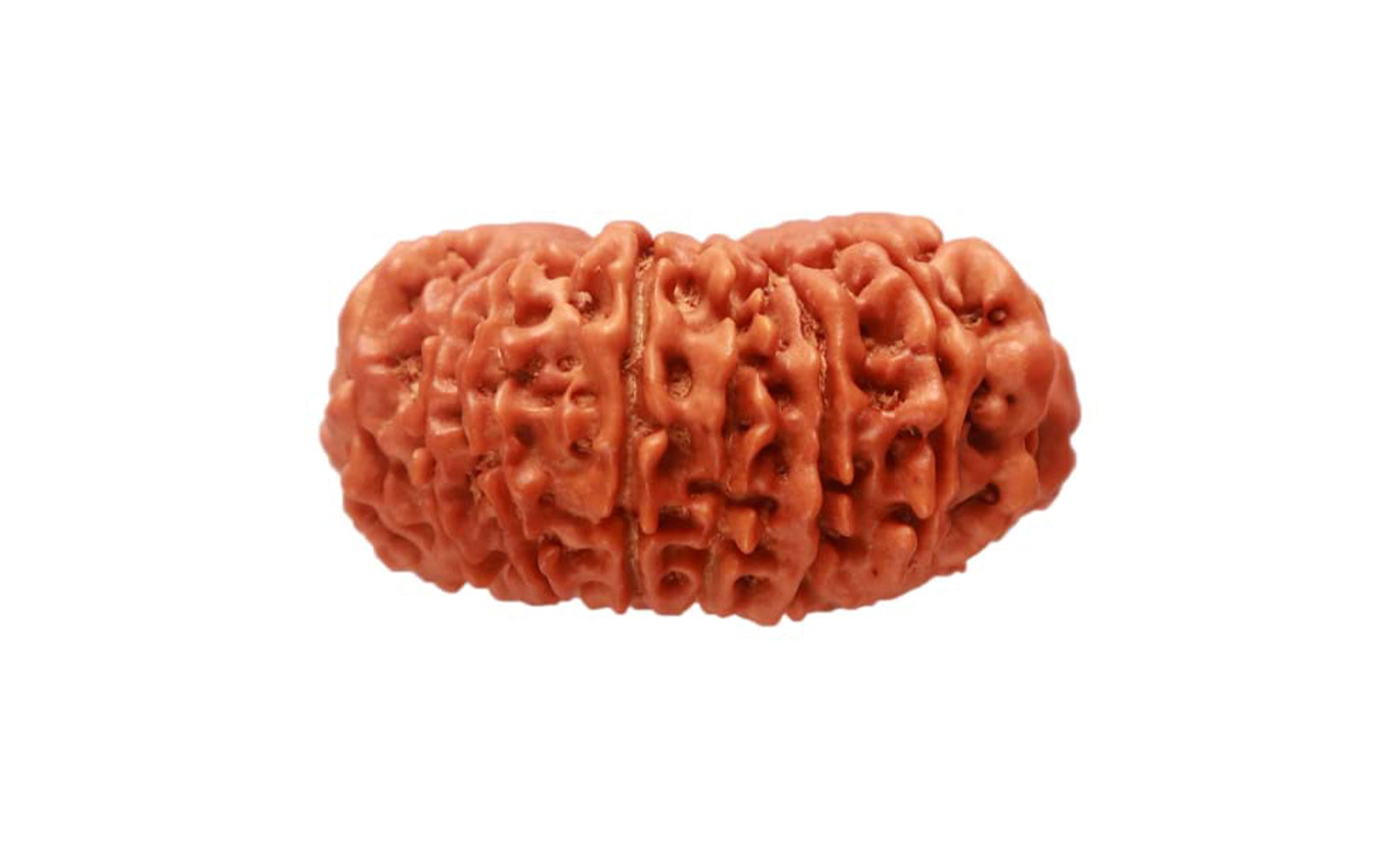 18 Mukhi Rudraksha (Nepali)