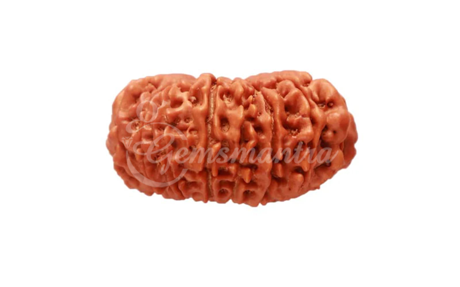 18 Mukhi Rudraksha (Nepali)