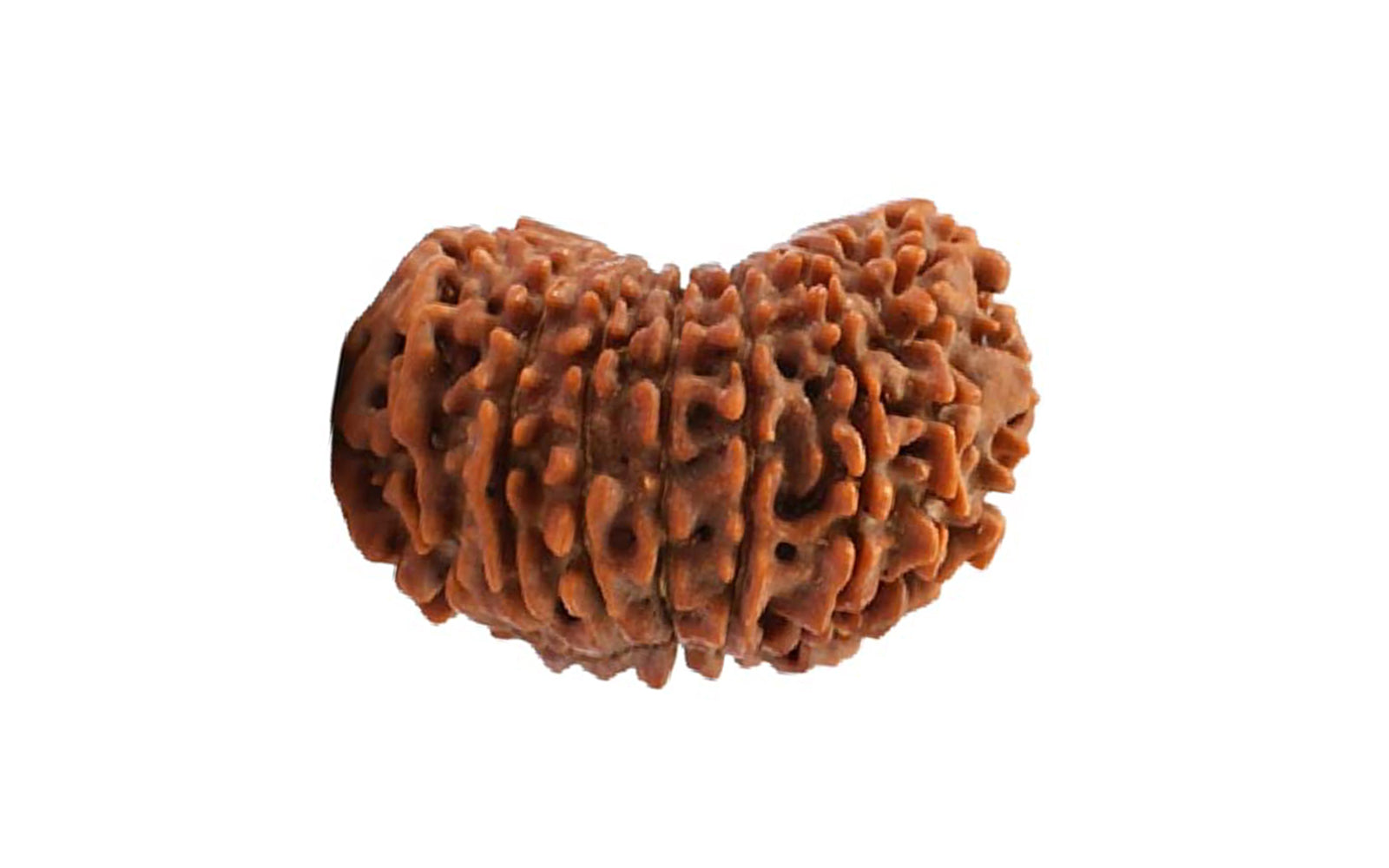 17 Mukhi Rudraksha (Nepali)