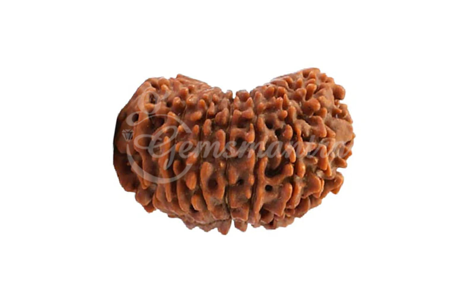 17 Mukhi Rudraksha (Nepali)