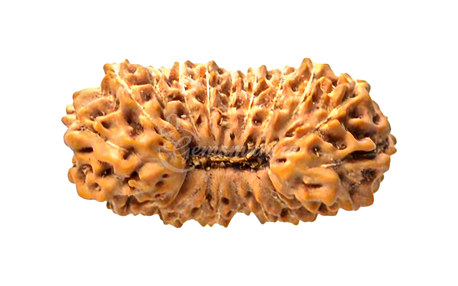 23 Mukhi Rudraksha (Nepali)