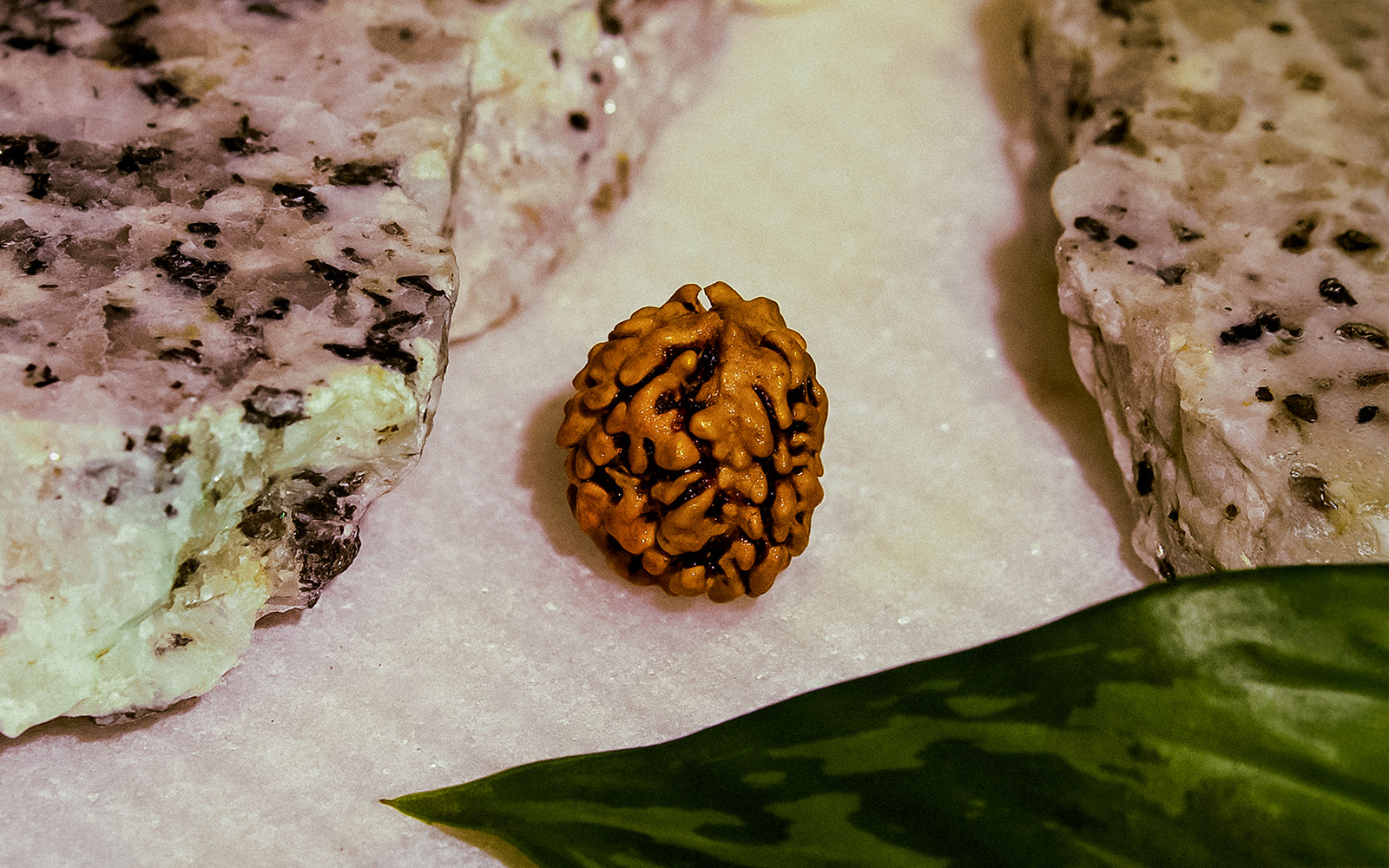 3 Mukhi Rudraksha