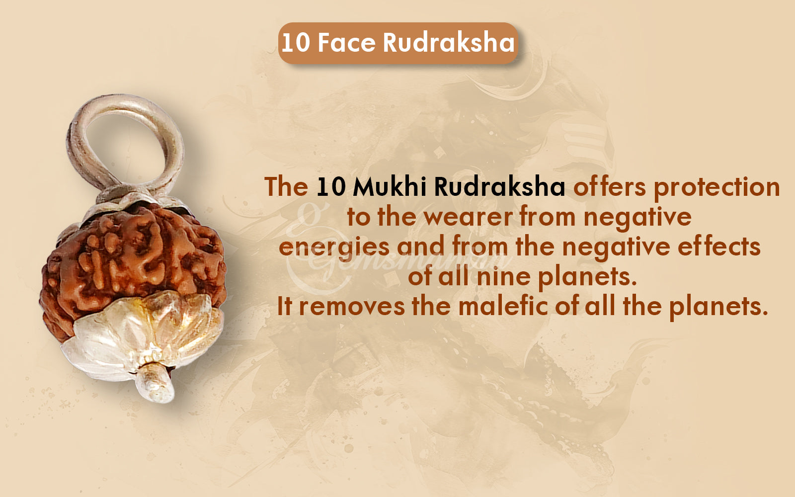 10 Mukhi Rudraksha (Indo)