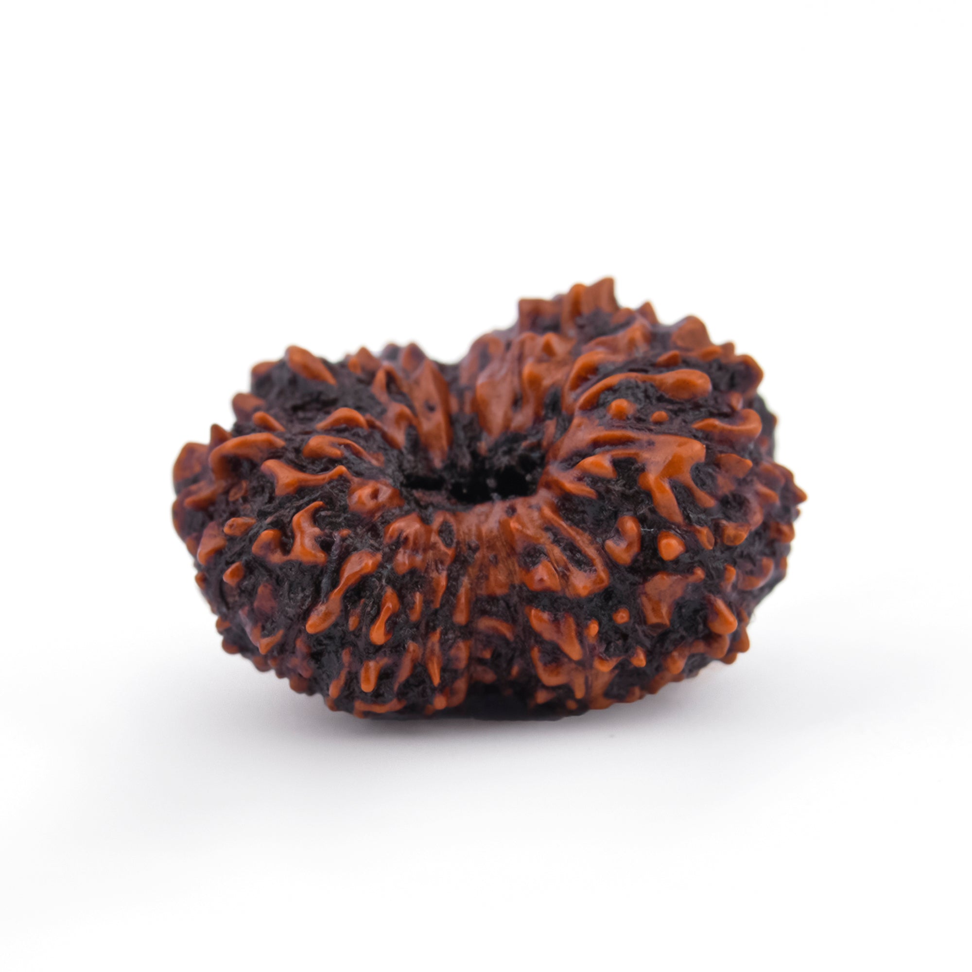 17 Mukhi Natural Rudraksha