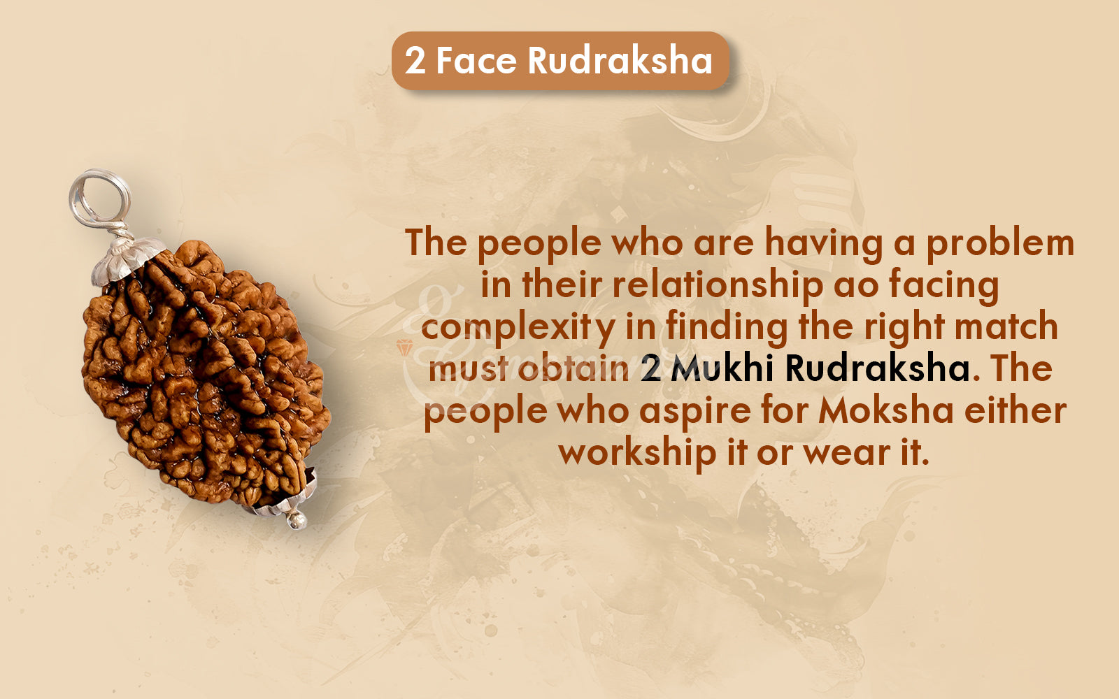 2 Mukhi Rudraksha (Indian)