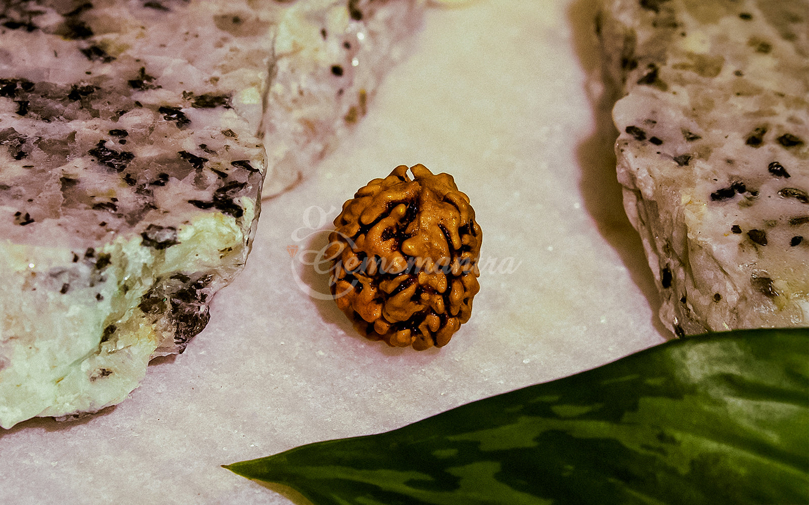 3 Mukhi Rudraksha (Nepali)