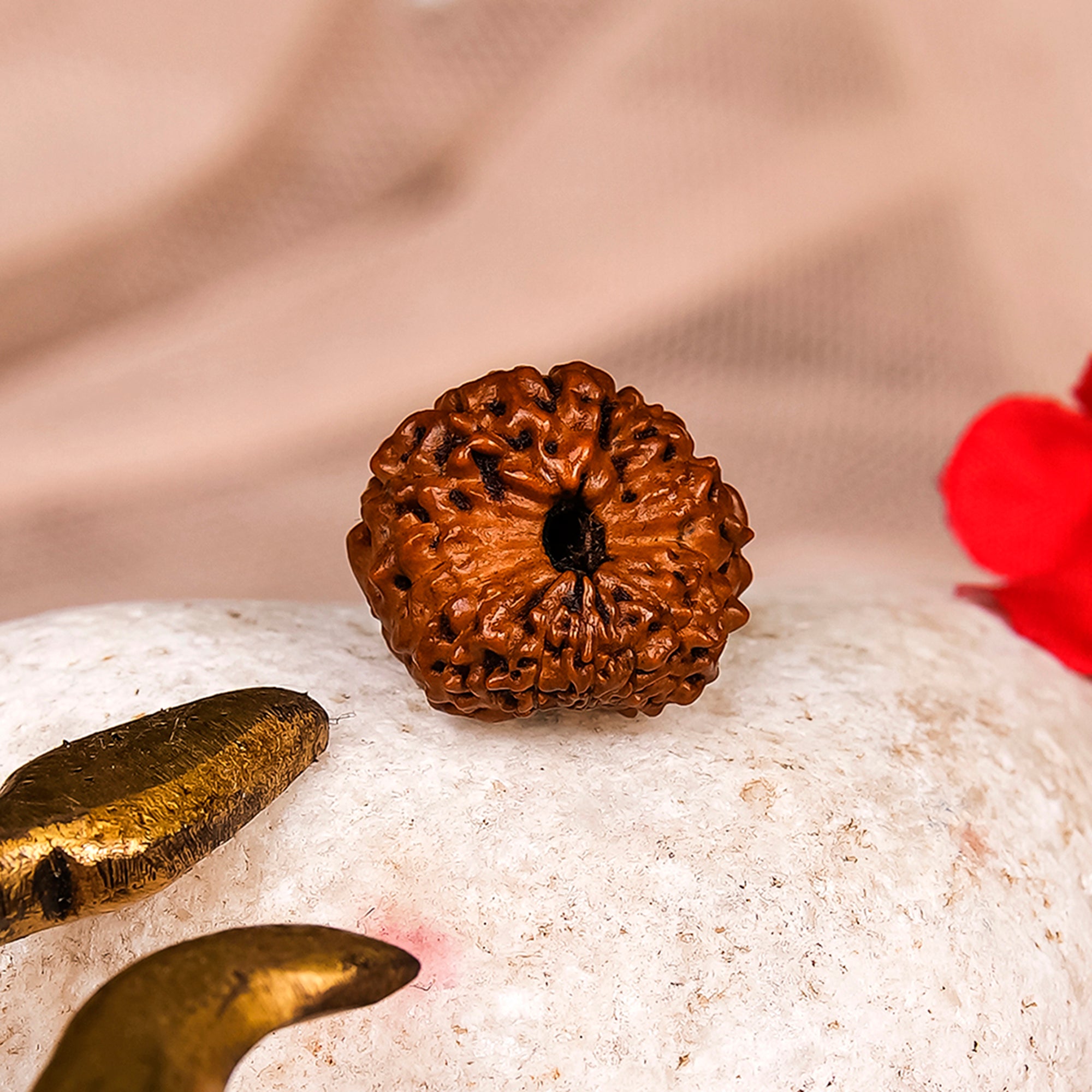 Natural 18 Mukhi Rudraksha - Rare Find