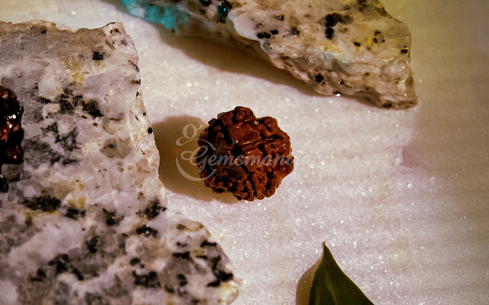 4 Mukhi Rudraksha (Nepali)