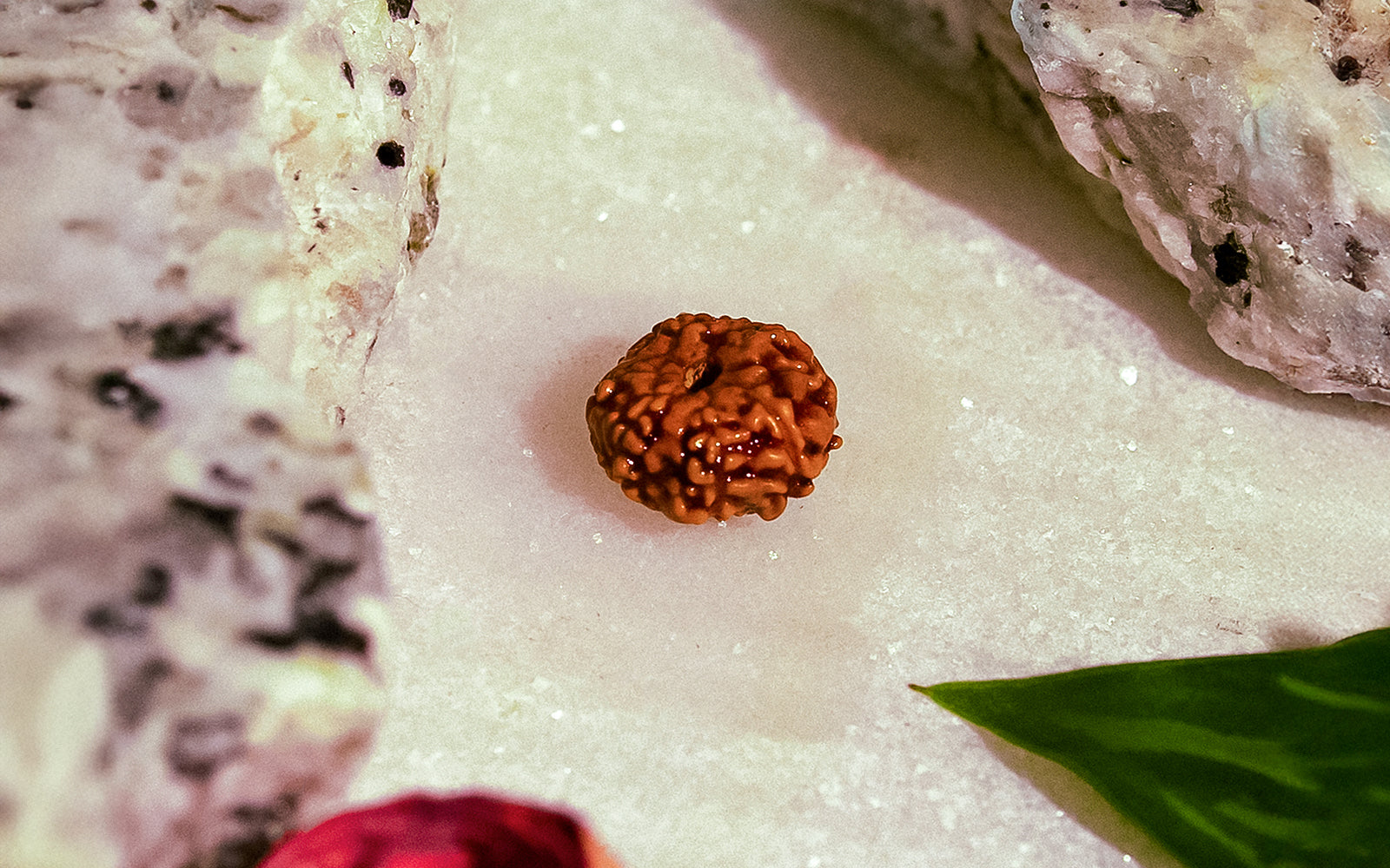 10 Mukhi Rudraksha (Indo)