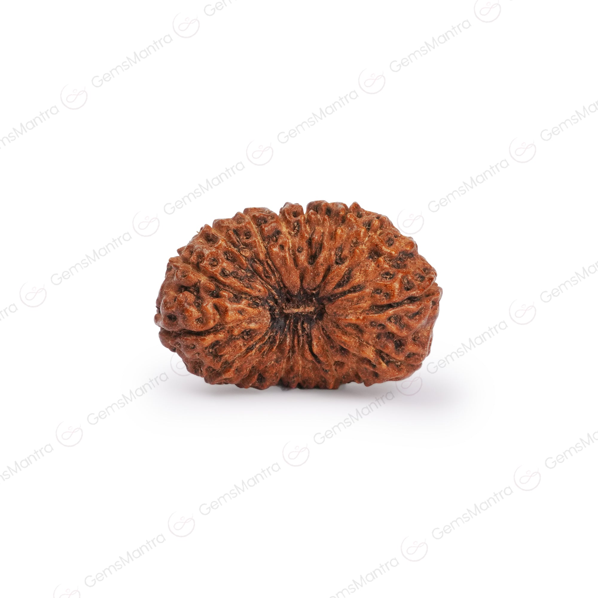 Natural 20 Mukhi Rudraksha (Nepali)