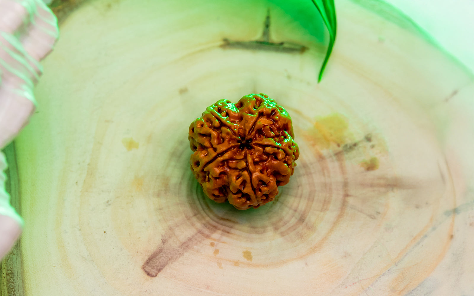 5 Mukhi Rudraksha