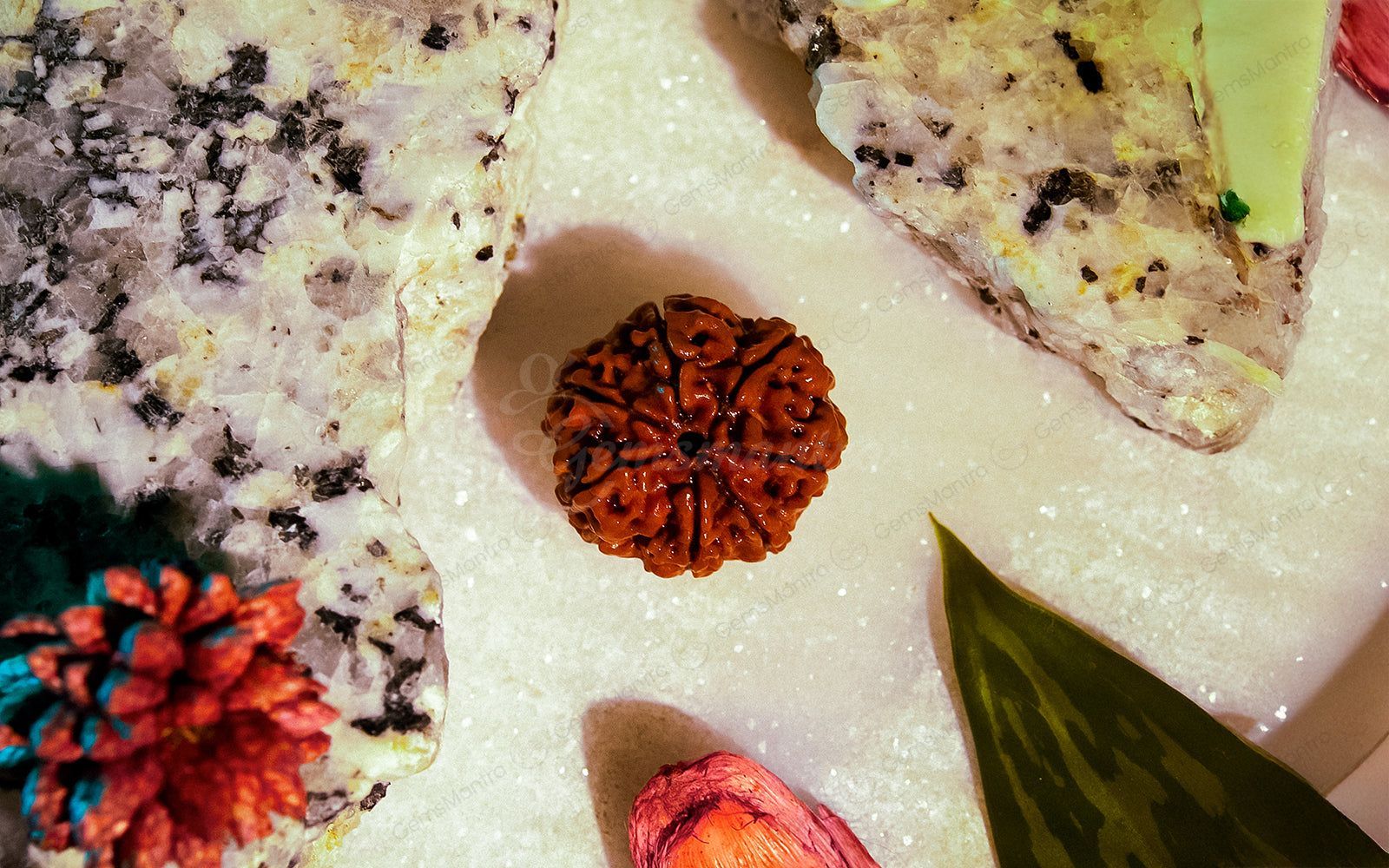 Natural 7 Mukhi Rudraksha
