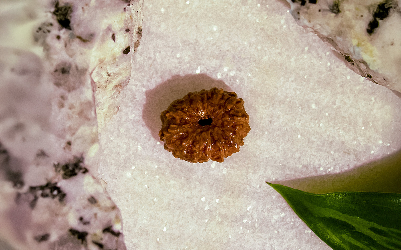 13 Mukhi Rudraksha (Indonesian Bead)