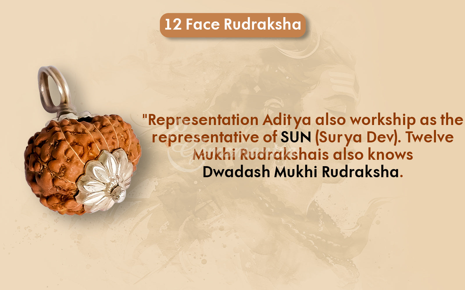 12 Mukhi Rudraksha (Indo)