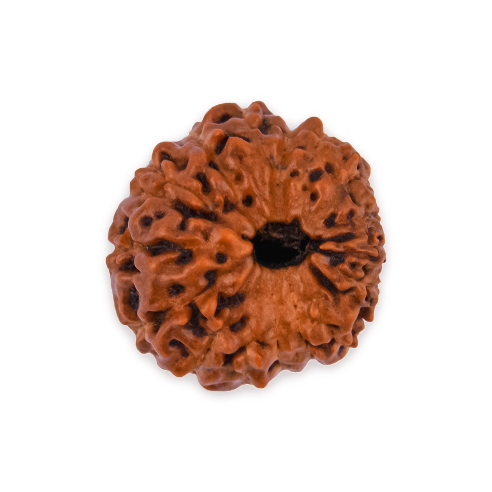 16 Mukhi Natural Rudraksha