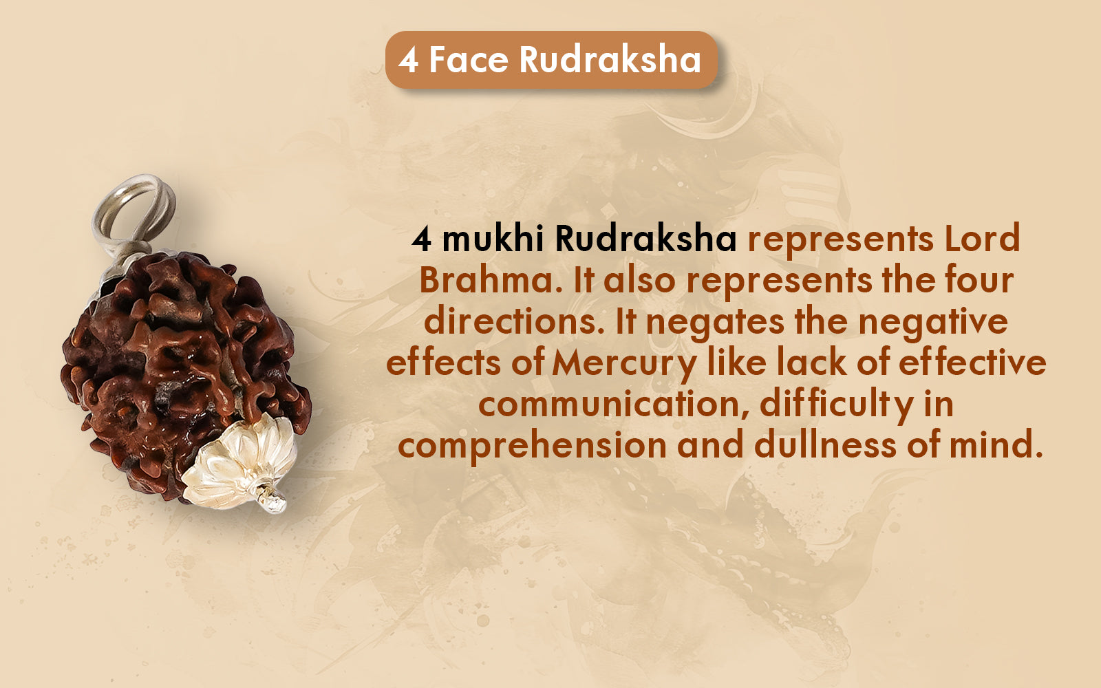 4 Mukhi Rudraksha (Nepali)