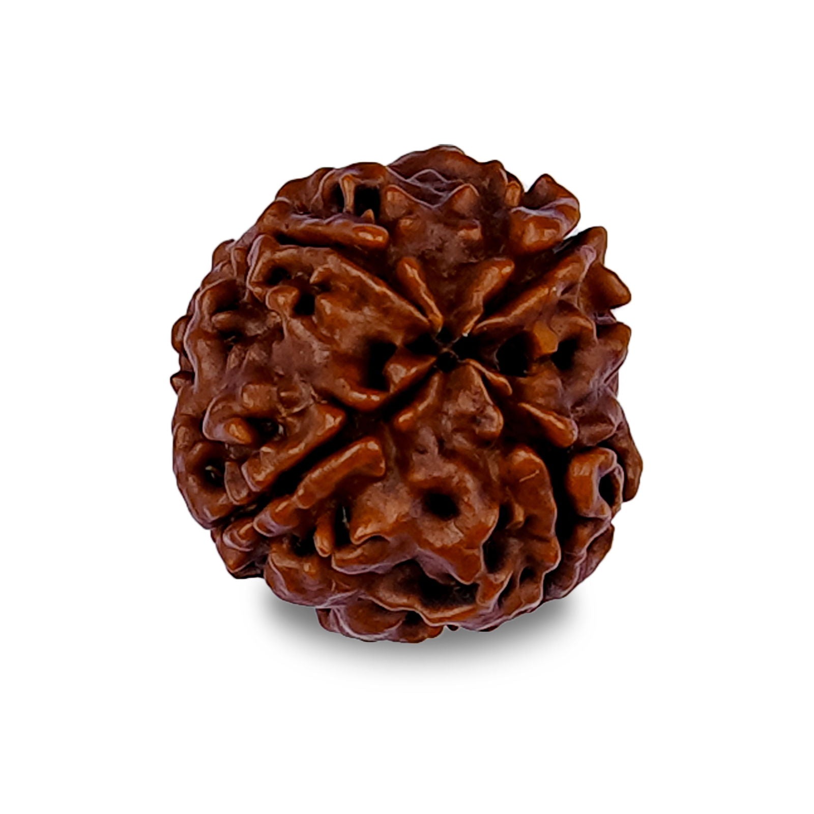 4 Mukhi Rudraksha - Gemsmantra