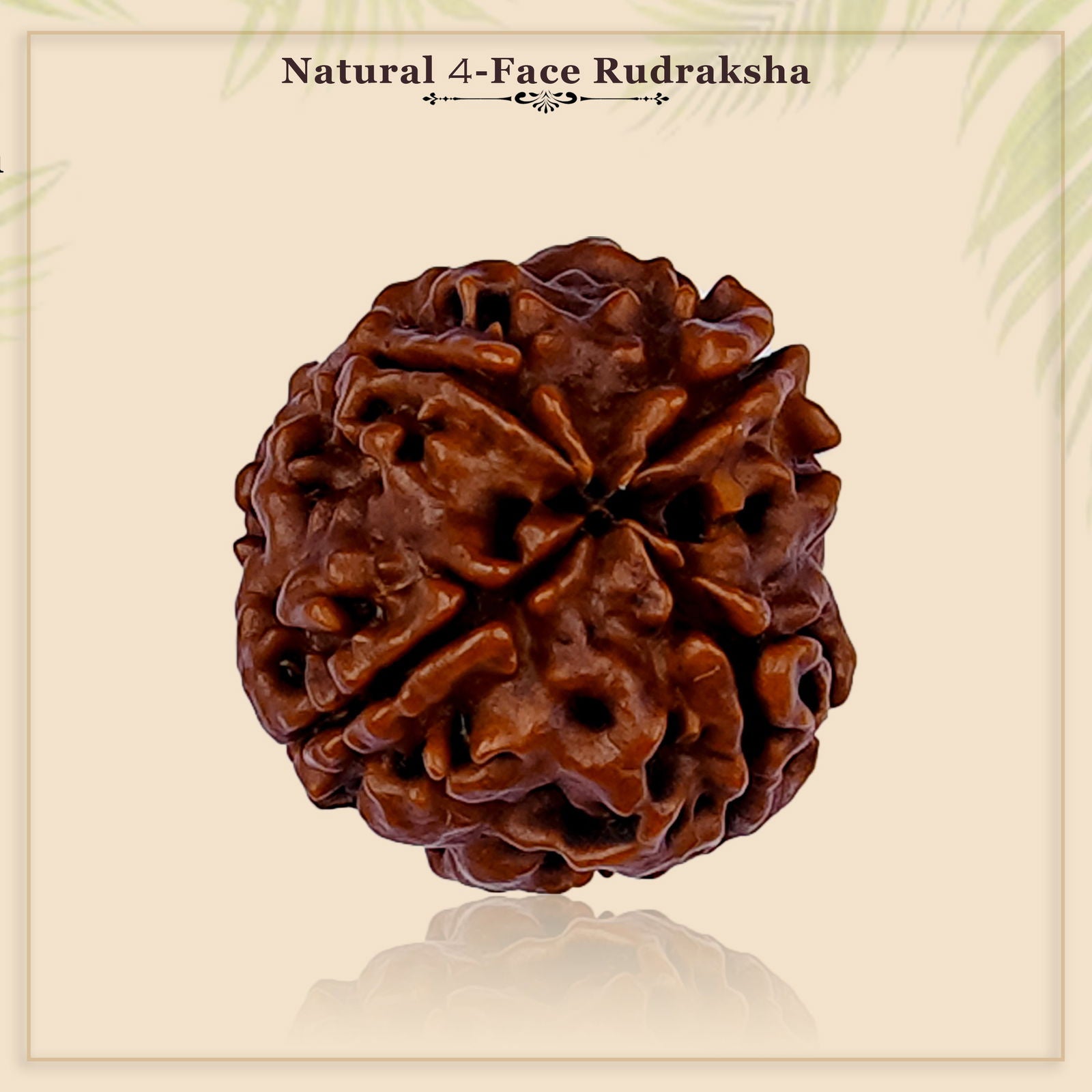 4 Mukhi Rudraksha - Gemsmantra