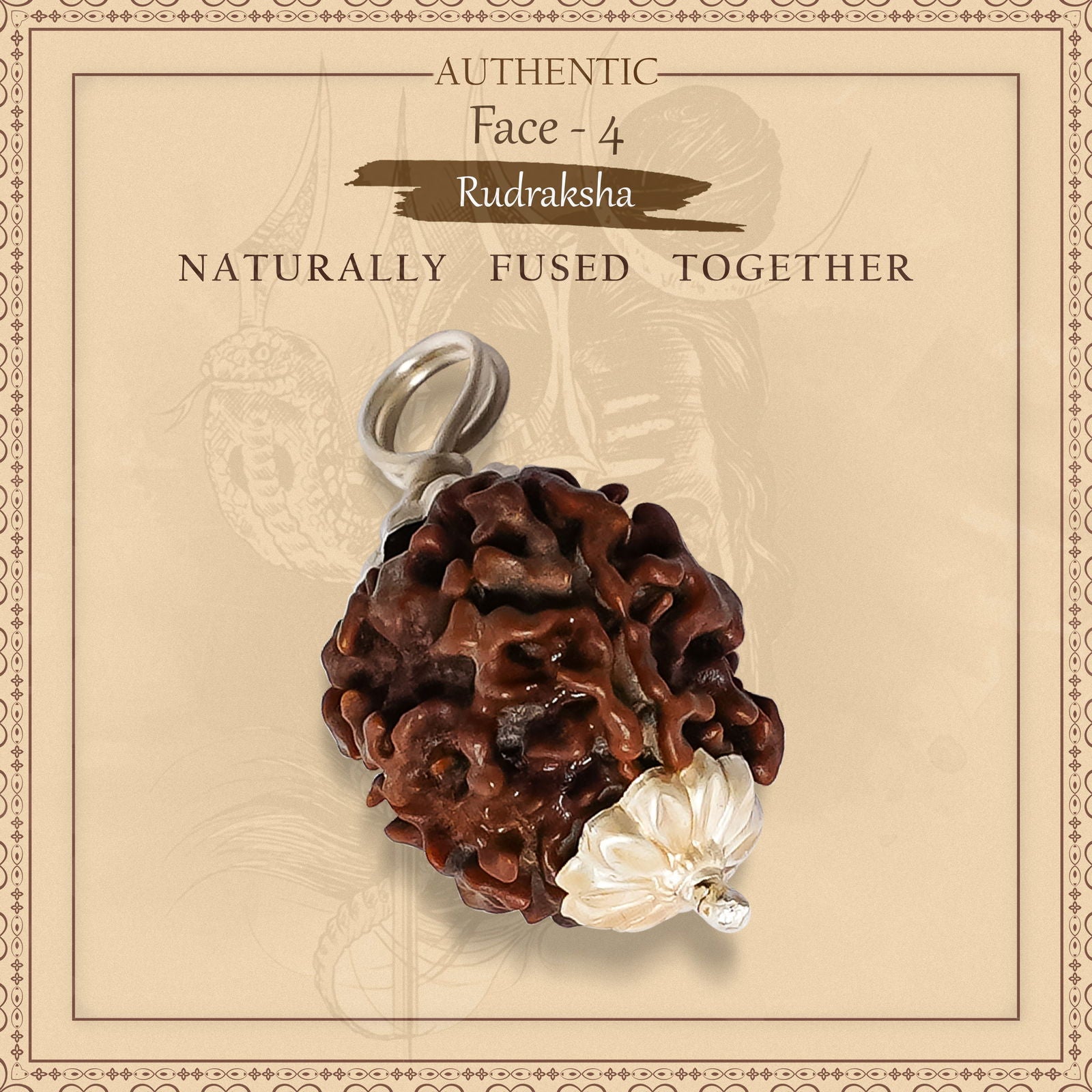 4 Mukhi Rudraksha - Gemsmantra