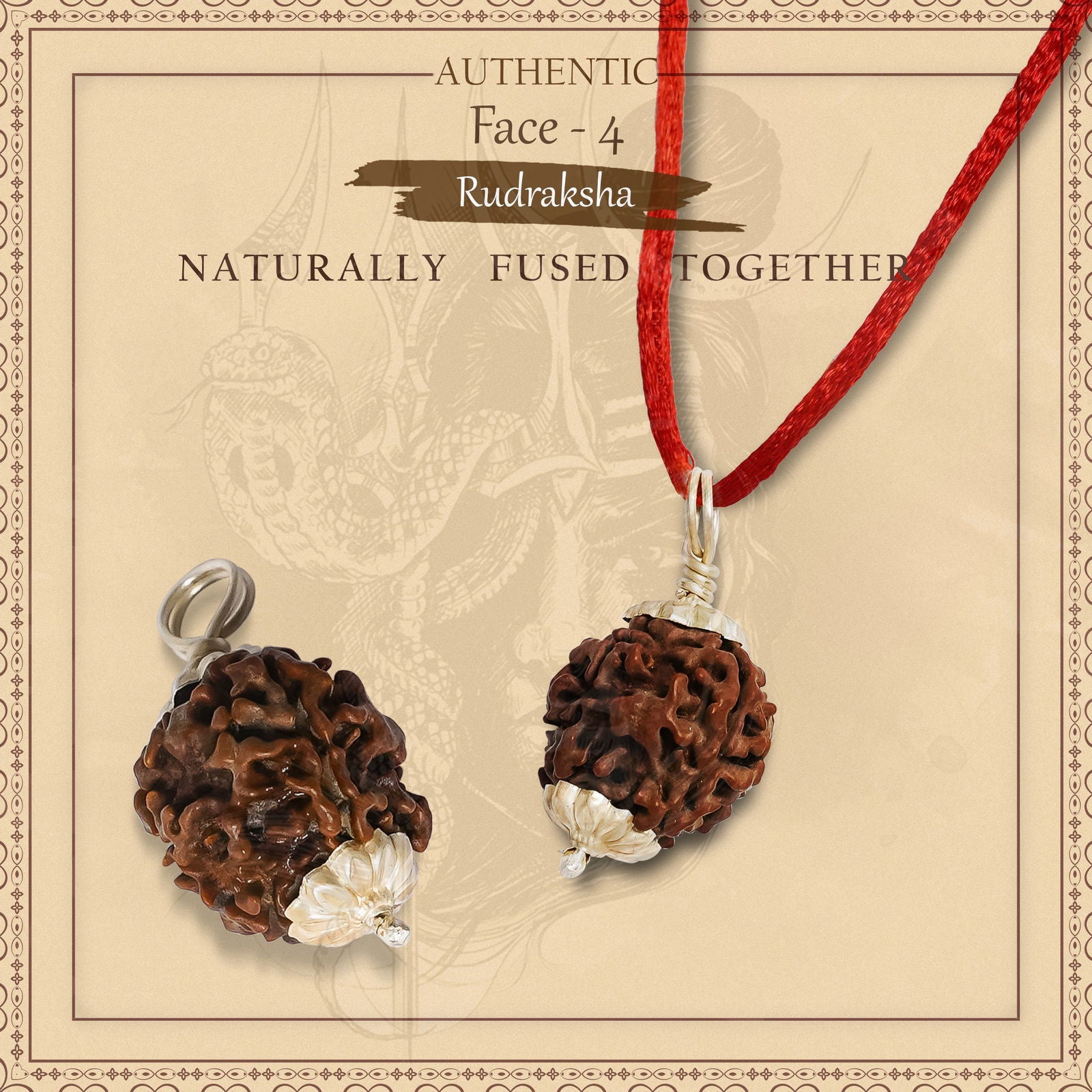 4 Mukhi Rudraksha - Gemsmantra