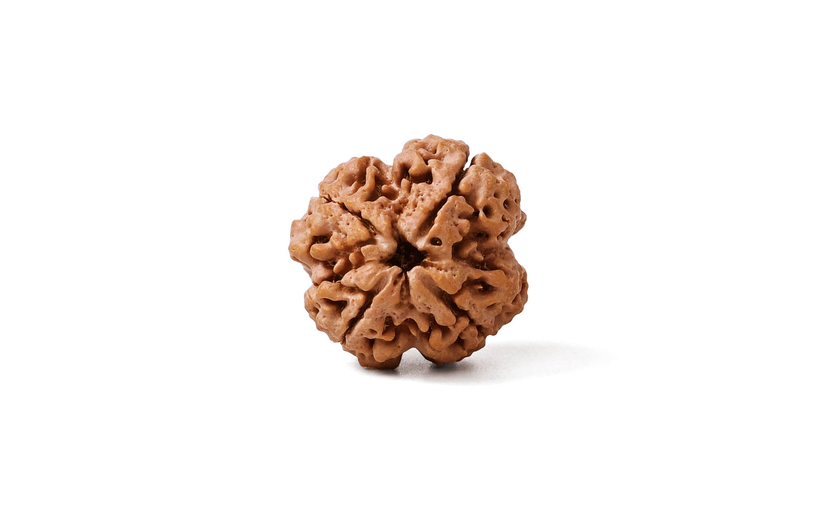 4 Mukhi Rudraksha (Nepali)