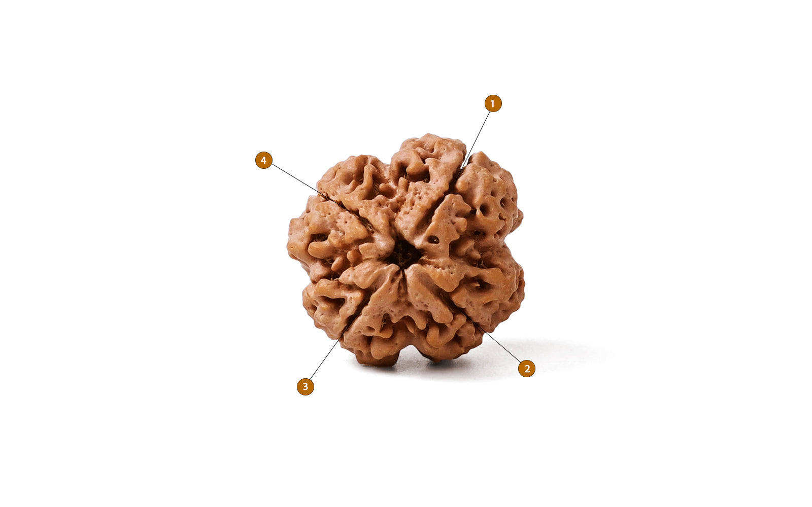 4 Mukhi Rudraksha (Nepali)