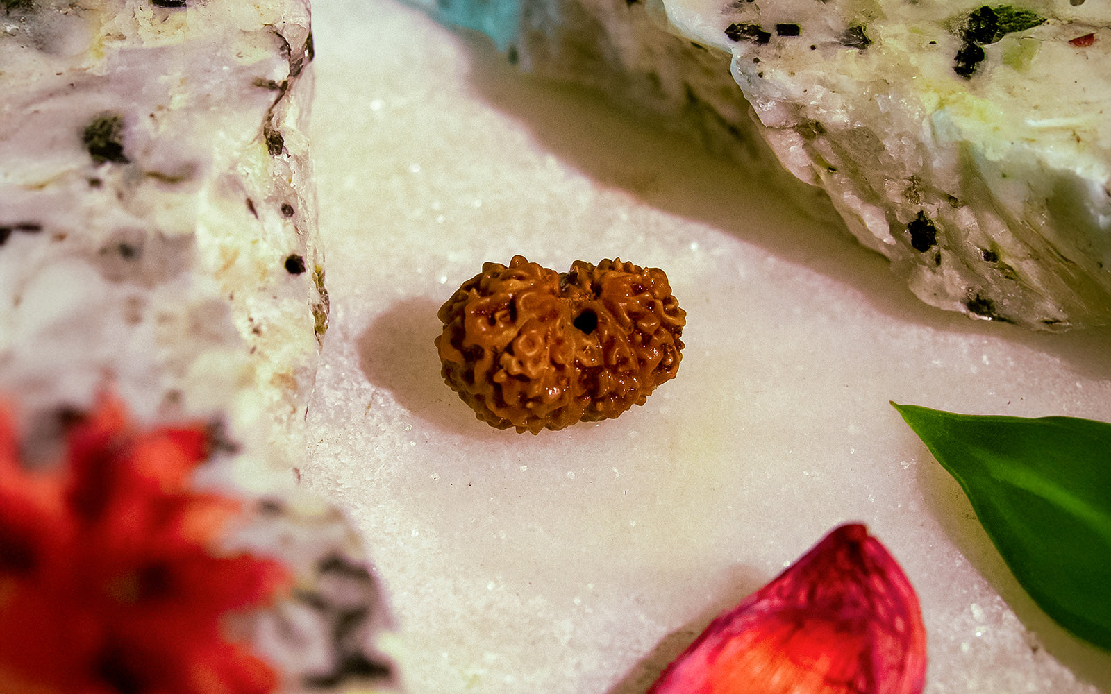 14 Mukhi Rudraksha (Indo)