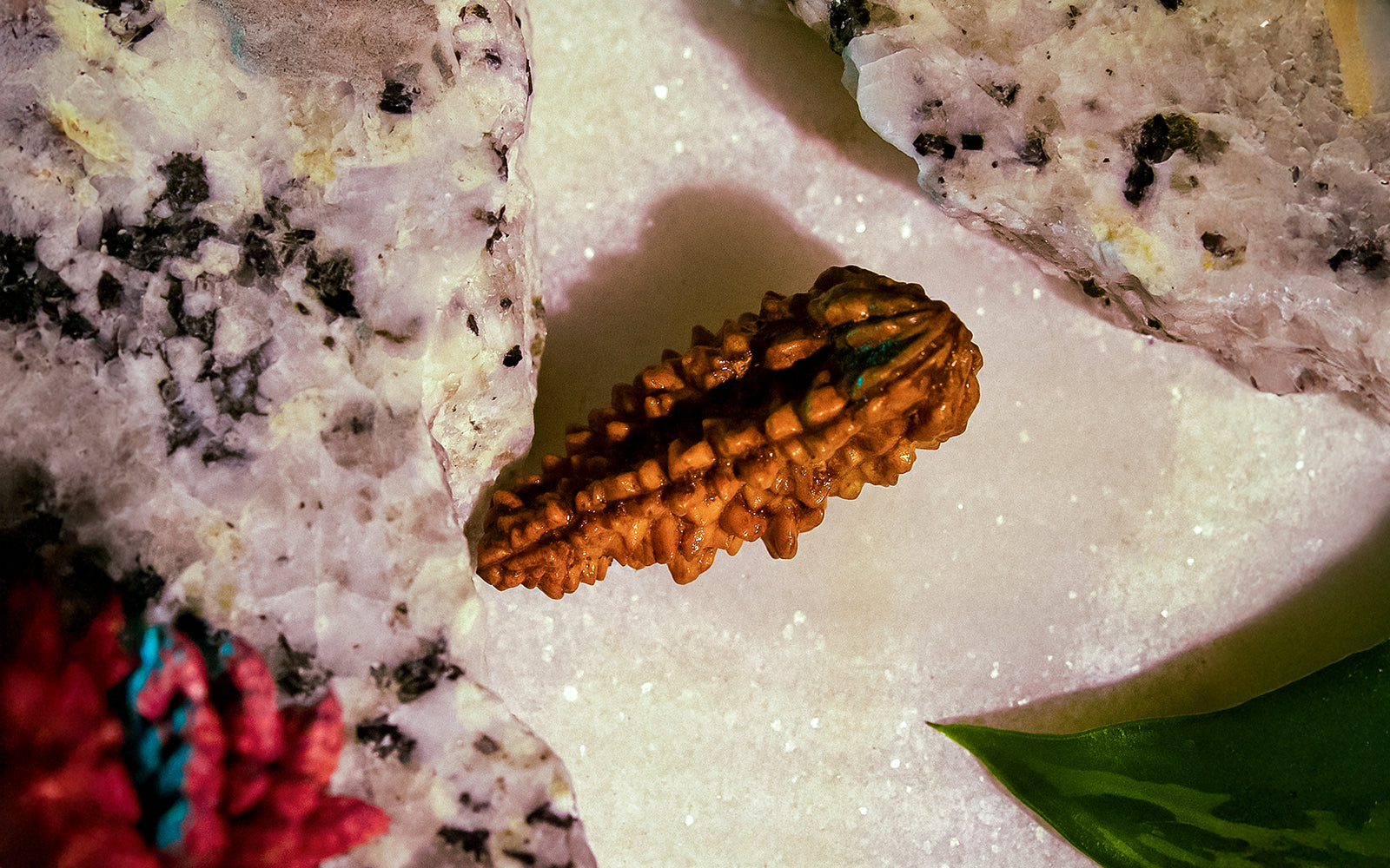 1 Mukhi Rudraksha (with silver pendant)