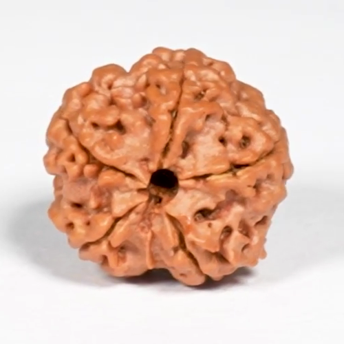 Natural 5 Mukhi Rudraksha – representative bare bead from original product video