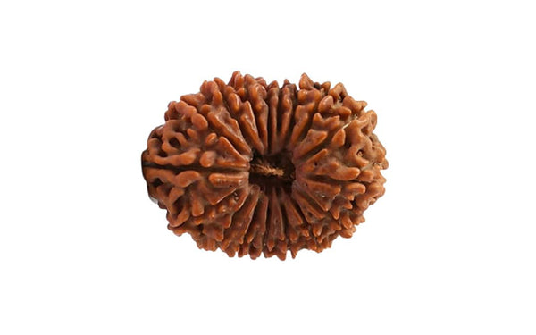 17 Mukhi Rudraksha (Nepali)