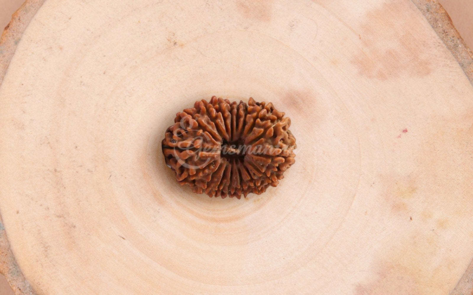 17 Mukhi Rudraksha (Nepali)