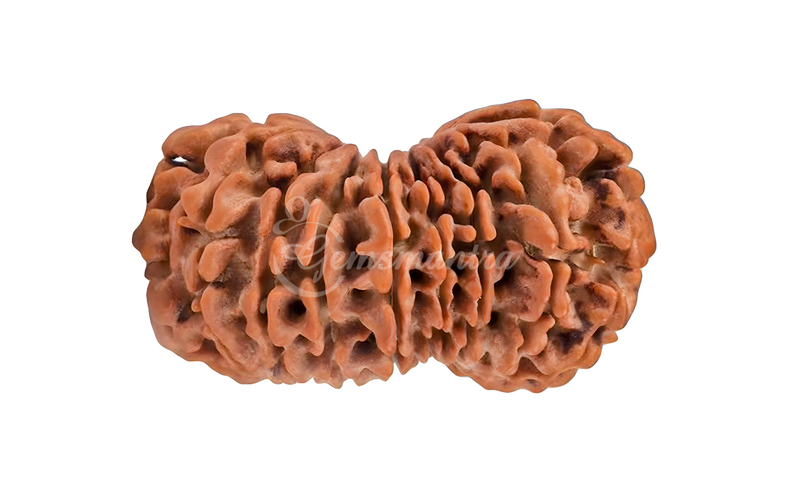 19 Mukhi Rudraksha (Nepali)