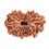 Natural 19 Mukhi Rudraksha (Nepali)
