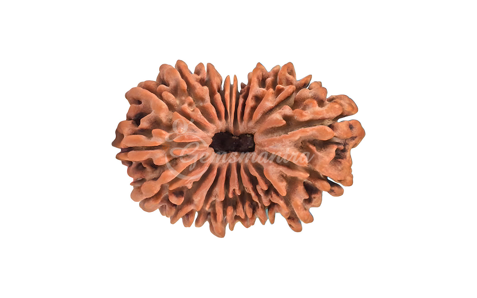 19 Mukhi Rudraksha (Nepali)