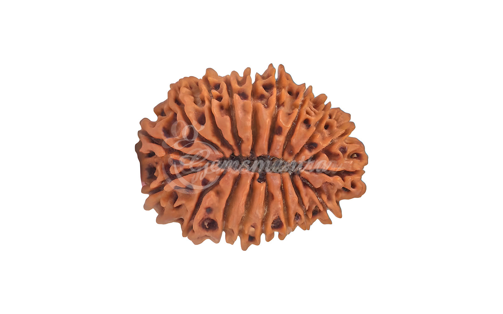 19 Mukhi Rudraksha (Nepali)