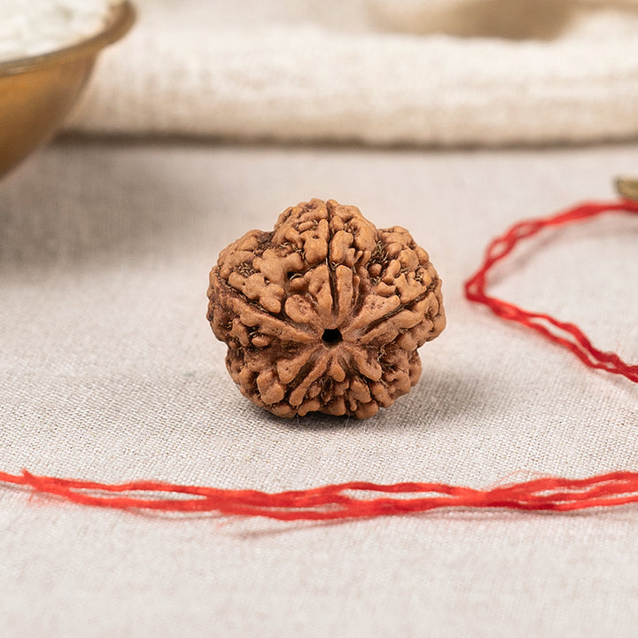 5 Mukhi Rudraksha (Panchmukhi) – Original Nepali Bead